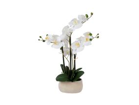 Valge orhidee 4 oksaga IN GARDEN, H55cm, hall pott