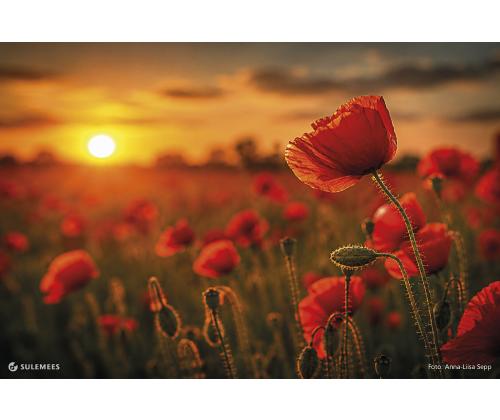 Seinakalender TRIO EXTRA, avatud mõõt 297*640mm (PILT nr. 5) 00319/40509