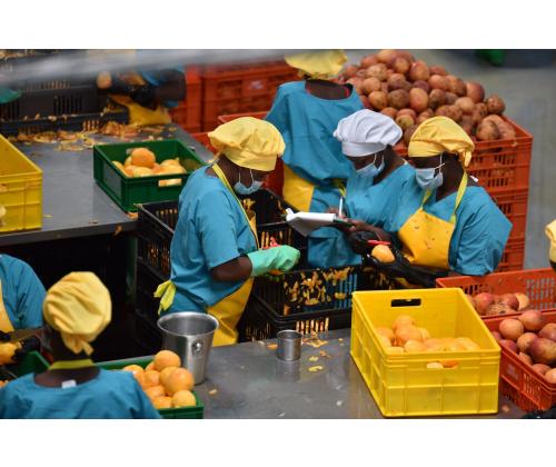 Kuivatatud banaan TROPICKS 2.5kg, suhkruvabad