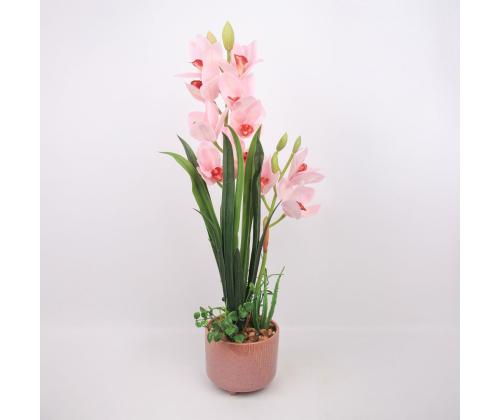 Orhidee GARDEN QUEEN H70cm, heleroosa