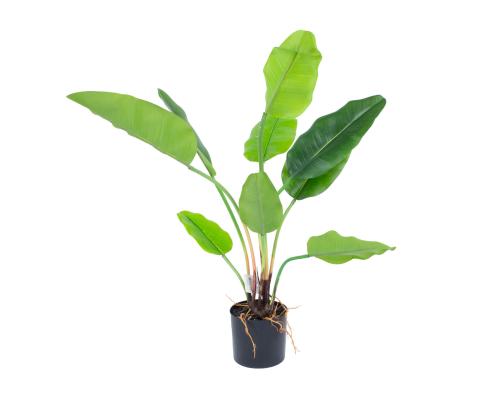 Kunsttaim GREENLAND H78cm, "Strelitzia"