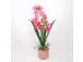 Orhidee GARDEN QUEEN H70cm, tumeroosa