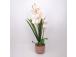 Orhidee GARDEN QUEEN H70cm, valge
