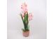 Orhidee GARDEN QUEEN H70cm, heleroosa