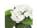 Kunstlill IN GARDEN H18cm, valge hortensia potis