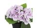 Kunstlill IN GARDEN H18cm, lilla hortensia potis